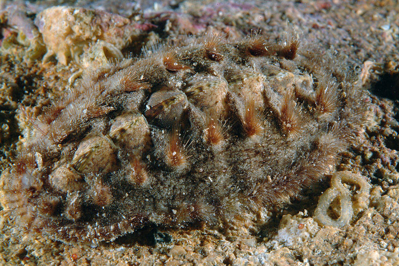 Acanthochitona fascicularis